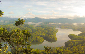 Rainforest Alliance Coffees